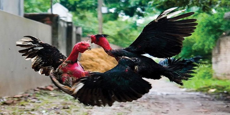 Bật Mí Bí Quyết Chơi Đá Gà Jun88 Hiệu Quả Nhất 5 totoline.io